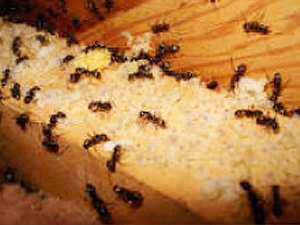 advanced termite control