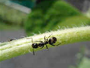 advanced termite control
