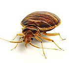 bed bug