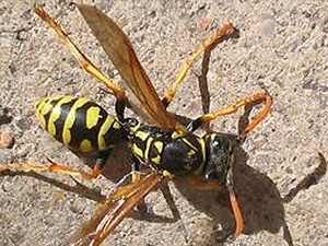 advanced termite control