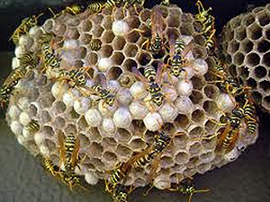 advanced termite control