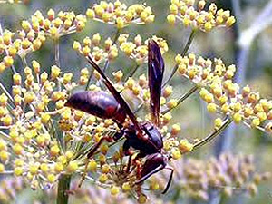 advanced termite control