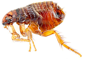 catflea