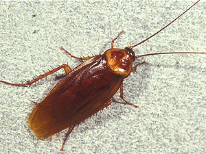 Cockroach