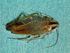 Cockroach