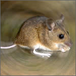 advanced termite control