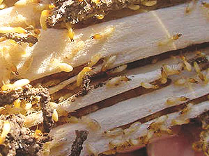 termites