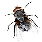 advanced termite control