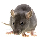 advanced termite control