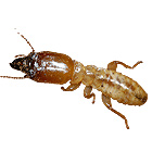 advanced termite control