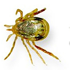 advanced termite control