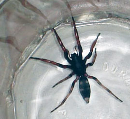 White tailled spider